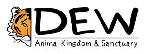 dew Logo